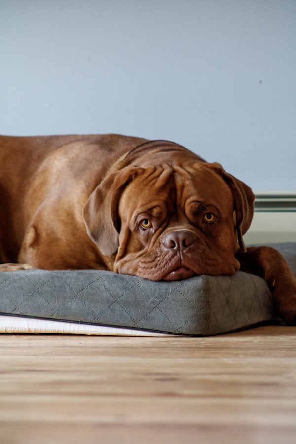 Orthopedic Memory Foam Dog Bed