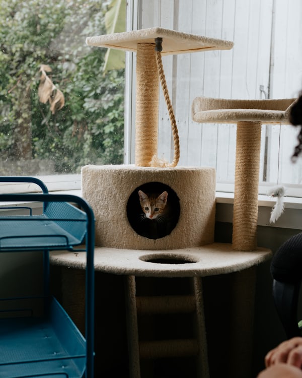 63" Cat Tree Tower with Hammock